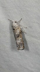 Clerarcha poliochyta