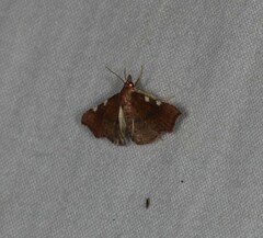 Corgatha dichionistis