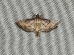 Cnaphalocrocis
