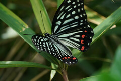 Hestina assimilis assimilis