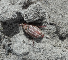 Anoxia australis