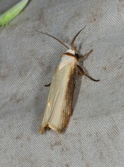 Cryptophasa phaeochtha