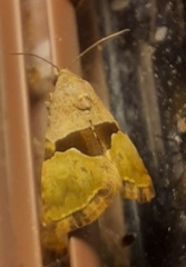 Cobubatha lixiva