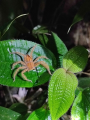Heteropoda davidbowie
