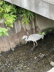Ardea cinerea