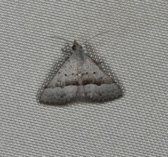 Dichromodes usurpatrix