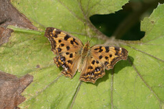 Polygonia c-aureum