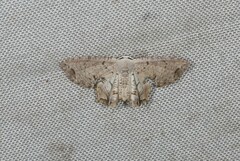 Epiplema conflictaria