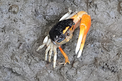 Tubuca coarctata