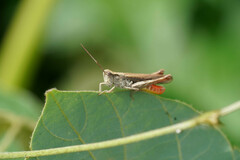 Chorthippus maritimus maritimus