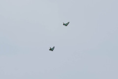 Graphium sarpedon nipponum