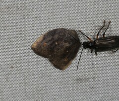 Hemonia micrommata