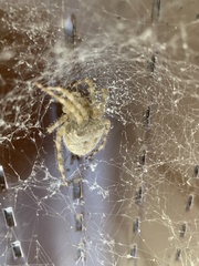 Araneus cavaticus