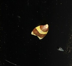 Heterallactis phlogozona