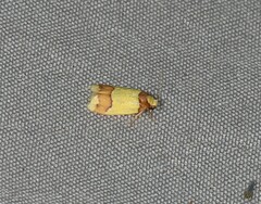 Heterallactis microchrysa