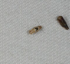 Hieromantis ephodophora