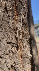 Cryptoblepharus