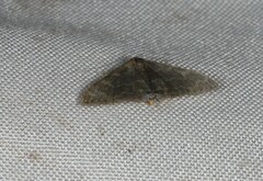 Idaea coercita