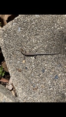 Cryptoblepharus