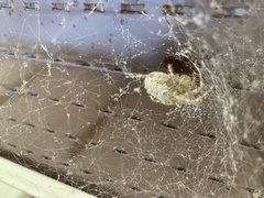 Araneus cavaticus