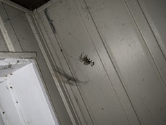 Araneus cavaticus
