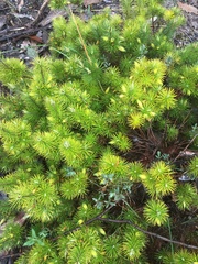 Stenanthera pinifolia