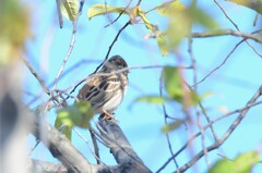 Emberiza leucocephalos