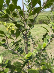 Diospyros ferrea