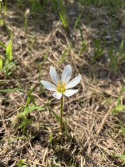 Zephyranthes candida