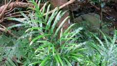 Pteris umbrosa