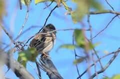 Emberiza leucocephalos