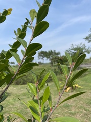 Diospyros ferrea