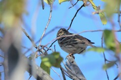 Emberiza leucocephalos