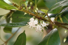 Aegiceras corniculatum