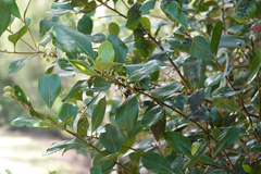 Aegiceras corniculatum