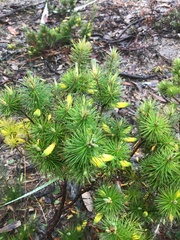 Stenanthera pinifolia