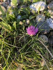 Centaurea jacea
