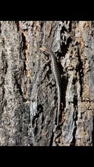 Cryptoblepharus