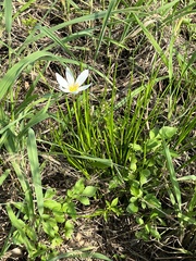 Zephyranthes candida