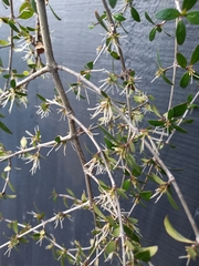 Coprosma ×cunninghamii