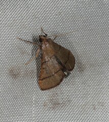 Hypsopygia