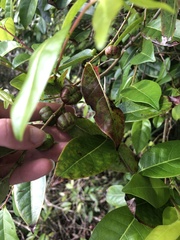 Glochidion ferdinandi