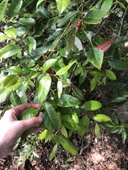 Glochidion ferdinandi