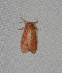 Miltochrista quadrilineata