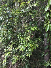 Glochidion ferdinandi