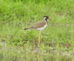 Vanellus indicus