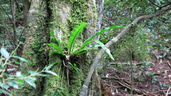 Asplenium australasicum