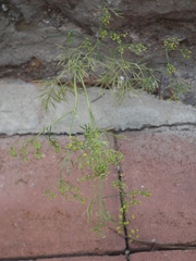 Foeniculum vulgare