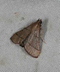 Hypsopygia