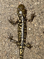 Ambystoma mavortium